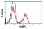 GBP2 Antibody in Flow Cytometry (Flow)