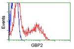 GBP2 Antibody in Flow Cytometry (Flow)