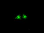 GBP2 Antibody in Immunocytochemistry (ICC/IF)