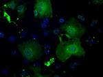 GBP2 Antibody in Immunocytochemistry (ICC/IF)