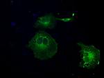 GBP2 Antibody in Immunocytochemistry (ICC/IF)