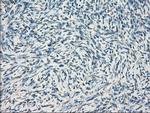 GBP2 Antibody in Immunohistochemistry (Paraffin) (IHC (P))