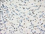 GBP2 Antibody in Immunohistochemistry (Paraffin) (IHC (P))