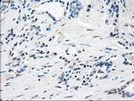 GBP2 Antibody in Immunohistochemistry (Paraffin) (IHC (P))
