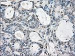 GBP2 Antibody in Immunohistochemistry (Paraffin) (IHC (P))