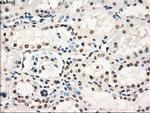 GBP2 Antibody in Immunohistochemistry (Paraffin) (IHC (P))