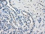 GBP2 Antibody in Immunohistochemistry (Paraffin) (IHC (P))