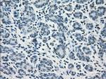 GBP2 Antibody in Immunohistochemistry (Paraffin) (IHC (P))
