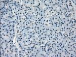 GBP2 Antibody in Immunohistochemistry (Paraffin) (IHC (P))