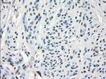 GBP2 Antibody in Immunohistochemistry (Paraffin) (IHC (P))