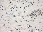 GBP2 Antibody in Immunohistochemistry (Paraffin) (IHC (P))