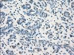 GBP2 Antibody in Immunohistochemistry (Paraffin) (IHC (P))