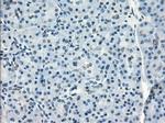 GBP2 Antibody in Immunohistochemistry (Paraffin) (IHC (P))