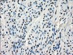 GBP2 Antibody in Immunohistochemistry (Paraffin) (IHC (P))