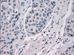 GBP2 Antibody in Immunohistochemistry (Paraffin) (IHC (P))