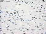 GBP2 Antibody in Immunohistochemistry (Paraffin) (IHC (P))