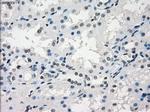 GBP2 Antibody in Immunohistochemistry (Paraffin) (IHC (P))