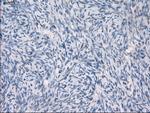GBP2 Antibody in Immunohistochemistry (Paraffin) (IHC (P))