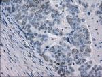 GBP2 Antibody in Immunohistochemistry (Paraffin) (IHC (P))