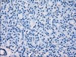GBP2 Antibody in Immunohistochemistry (Paraffin) (IHC (P))