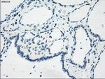 GBP2 Antibody in Immunohistochemistry (Paraffin) (IHC (P))