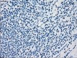 GBP2 Antibody in Immunohistochemistry (Paraffin) (IHC (P))