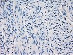 GBP2 Antibody in Immunohistochemistry (Paraffin) (IHC (P))