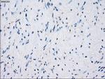 GBP2 Antibody in Immunohistochemistry (Paraffin) (IHC (P))