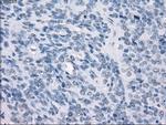 GBP2 Antibody in Immunohistochemistry (Paraffin) (IHC (P))