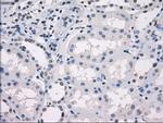 GBP2 Antibody in Immunohistochemistry (Paraffin) (IHC (P))
