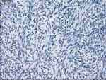 GBP2 Antibody in Immunohistochemistry (Paraffin) (IHC (P))