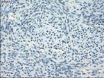 GBP2 Antibody in Immunohistochemistry (Paraffin) (IHC (P))