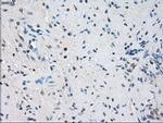 GBP2 Antibody in Immunohistochemistry (Paraffin) (IHC (P))