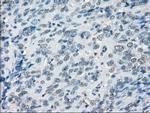 GBP2 Antibody in Immunohistochemistry (Paraffin) (IHC (P))