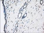 GBP2 Antibody in Immunohistochemistry (Paraffin) (IHC (P))