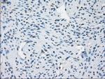GBP2 Antibody in Immunohistochemistry (Paraffin) (IHC (P))
