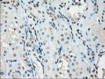 GBP2 Antibody in Immunohistochemistry (Paraffin) (IHC (P))