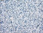 GBP2 Antibody in Immunohistochemistry (Paraffin) (IHC (P))