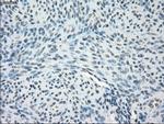 GBP2 Antibody in Immunohistochemistry (Paraffin) (IHC (P))