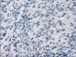 GBP2 Antibody in Immunohistochemistry (Paraffin) (IHC (P))
