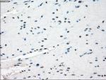 GBP2 Antibody in Immunohistochemistry (Paraffin) (IHC (P))