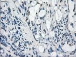 GBP2 Antibody in Immunohistochemistry (Paraffin) (IHC (P))