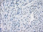 GBP2 Antibody in Immunohistochemistry (Paraffin) (IHC (P))