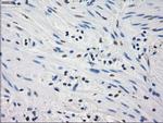 GBP2 Antibody in Immunohistochemistry (Paraffin) (IHC (P))