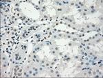 GBP2 Antibody in Immunohistochemistry (Paraffin) (IHC (P))