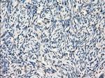 GBP2 Antibody in Immunohistochemistry (Paraffin) (IHC (P))