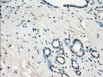 GBP2 Antibody in Immunohistochemistry (Paraffin) (IHC (P))