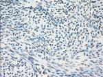 GBP2 Antibody in Immunohistochemistry (Paraffin) (IHC (P))