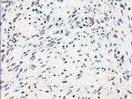 GBP2 Antibody in Immunohistochemistry (Paraffin) (IHC (P))