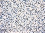 GBP2 Antibody in Immunohistochemistry (Paraffin) (IHC (P))